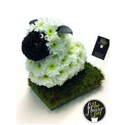 Sheep Tribute