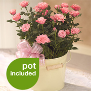 Memories Rose Bucket