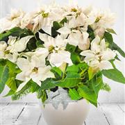White Christmas Poinsettia